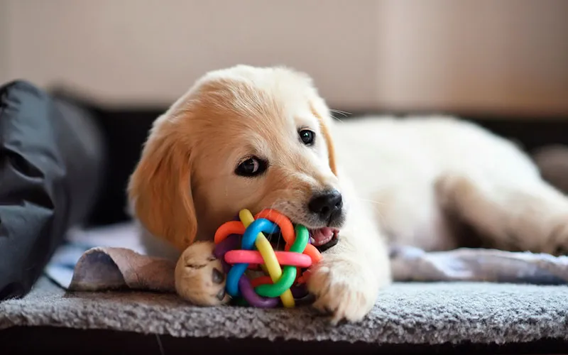 Datos-que-debes-tener-en-cuenta-si-tienes-una-mascota-en-casa