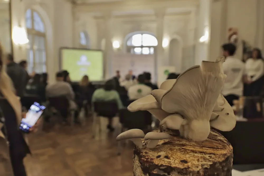 MercadoAgroecológico2