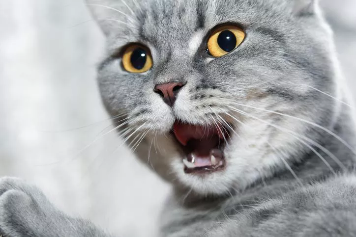 11_cosas_que_estresan_a_los_gatos_22988_orig