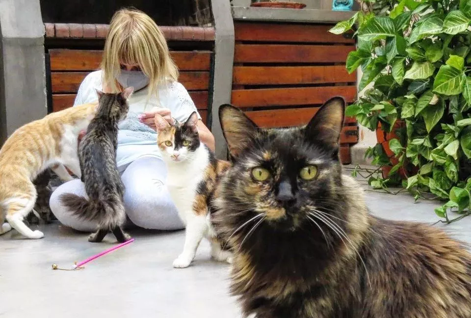 Cat-Cafe-e1649790215428