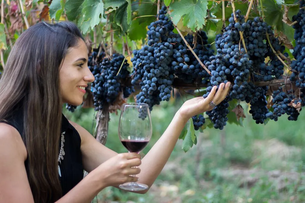 vino