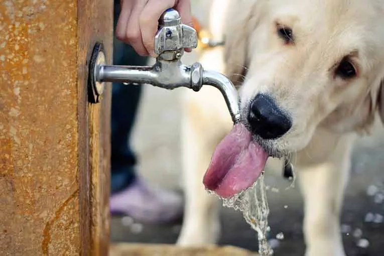 ola-d-calor-mascotas