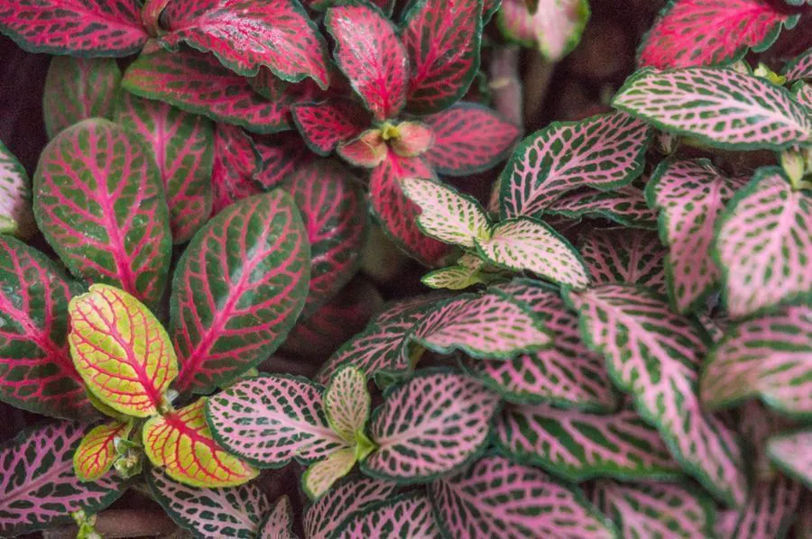 Fittonia-verschaffeltii