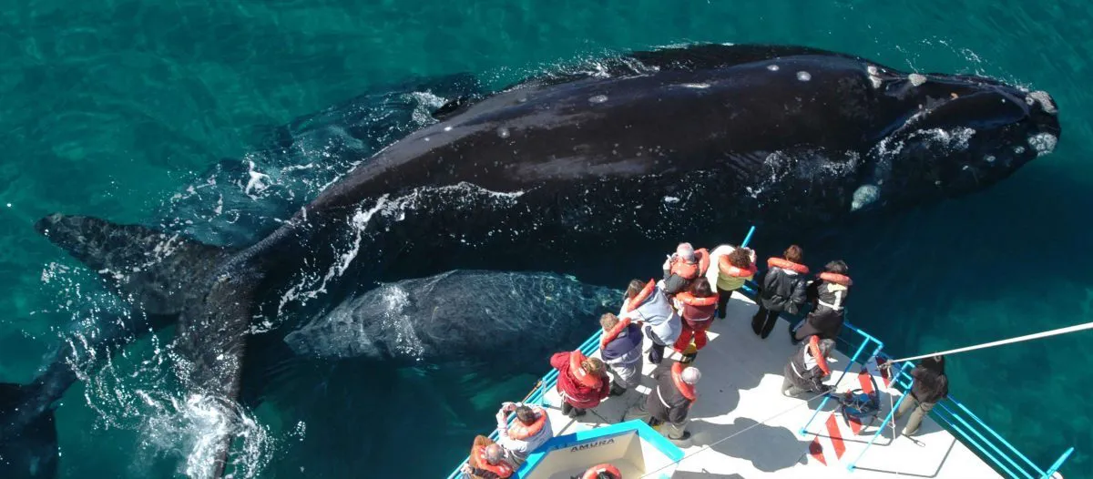 avistaje-de-ballenas-2-web-e1494938994822
