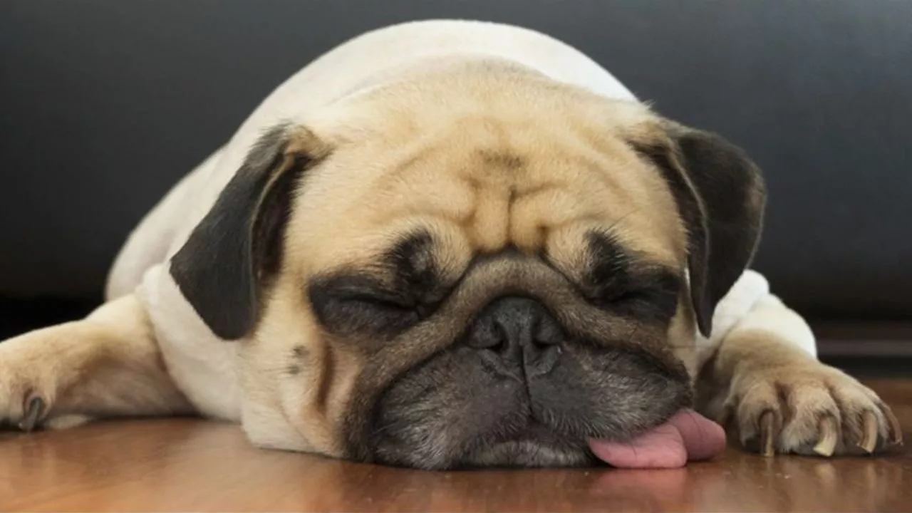 ola-de-calor-que-debemos-tener-en-cuenta-para-cuidar-a-nuestras-mascotas-1297556