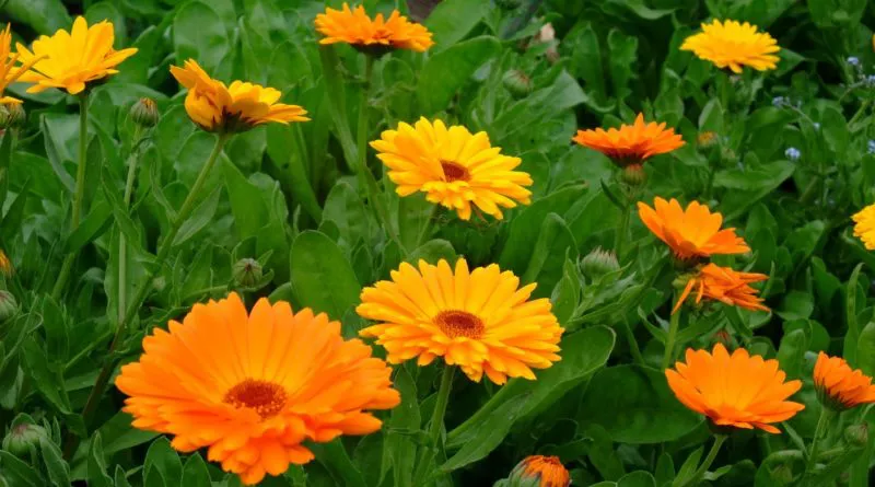 Calendula_officinalis-800x445