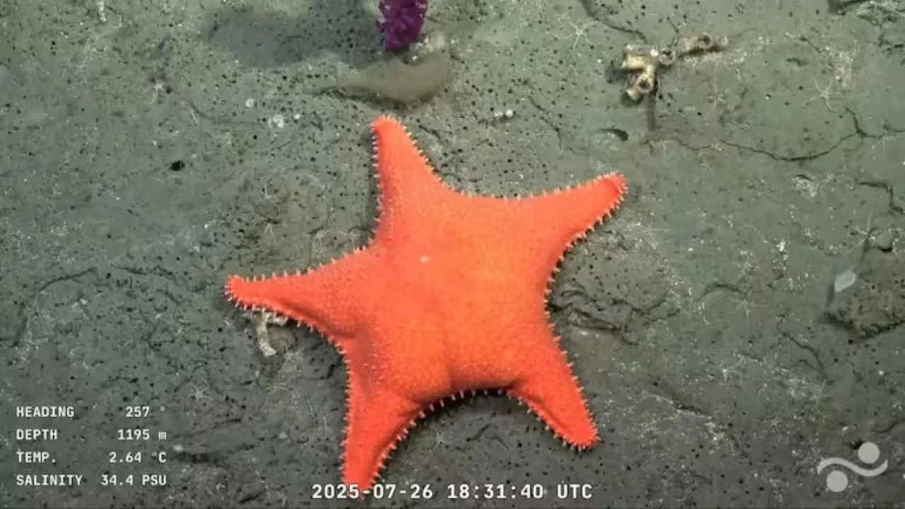 estrella