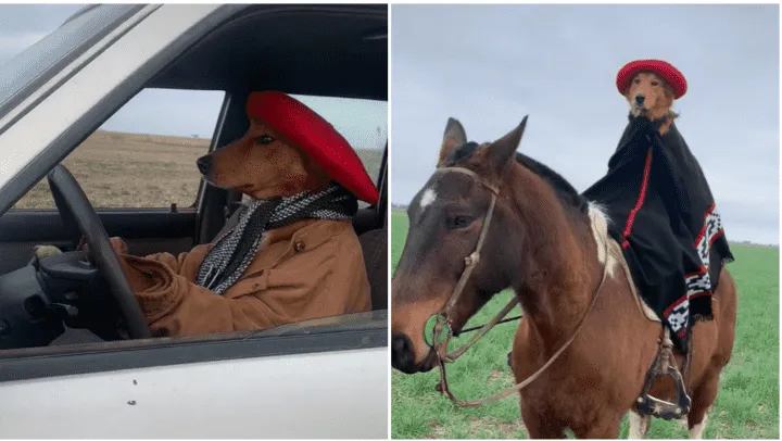 el_perro_gaucho_de_tiktok_que_es_viral_crop1660524900203.png_498749211